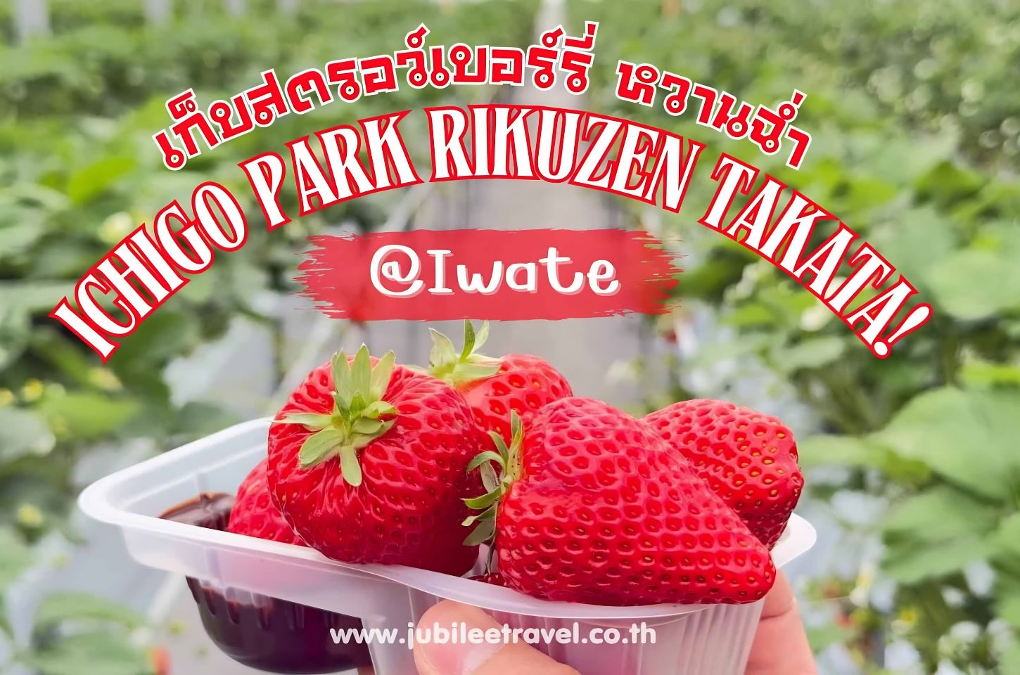 Ichigo Park Rikuzen Takata : เก็บสตรอว์เบอร์รี่ หวานฉ่ำ จังหวัดอิวาเตะ