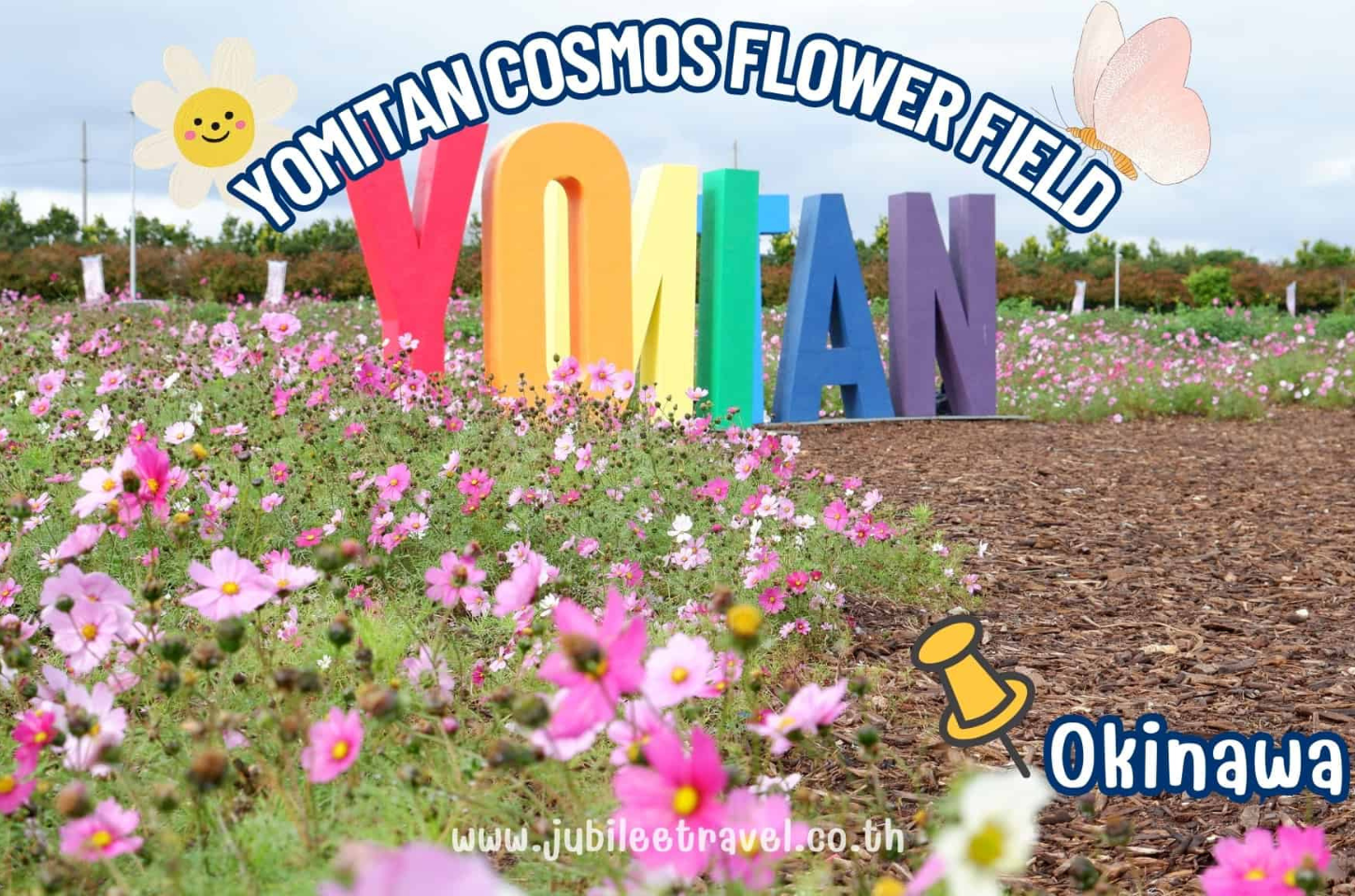 Yomitan Cosmos Flower: พาชมทุ่งดอกคอสมอส